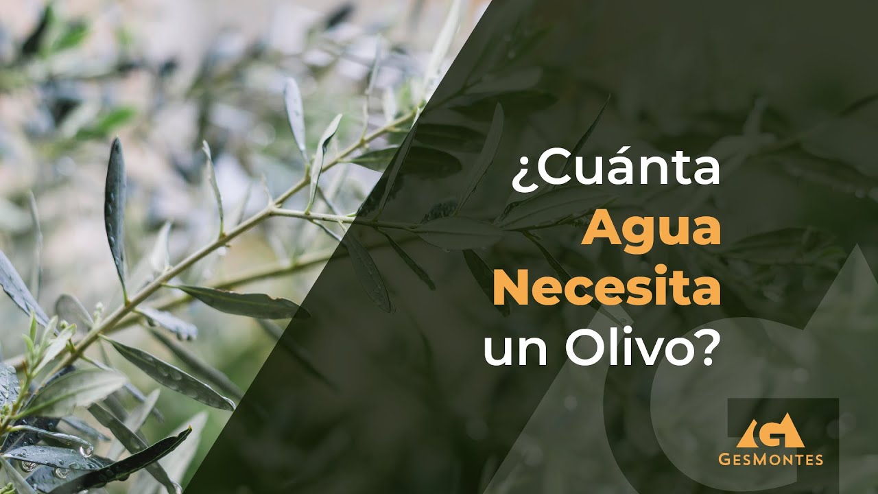 cuantos litros de agua necesita un olivo
