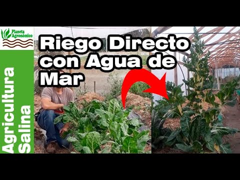 el agua de mar sirve para regar plantas