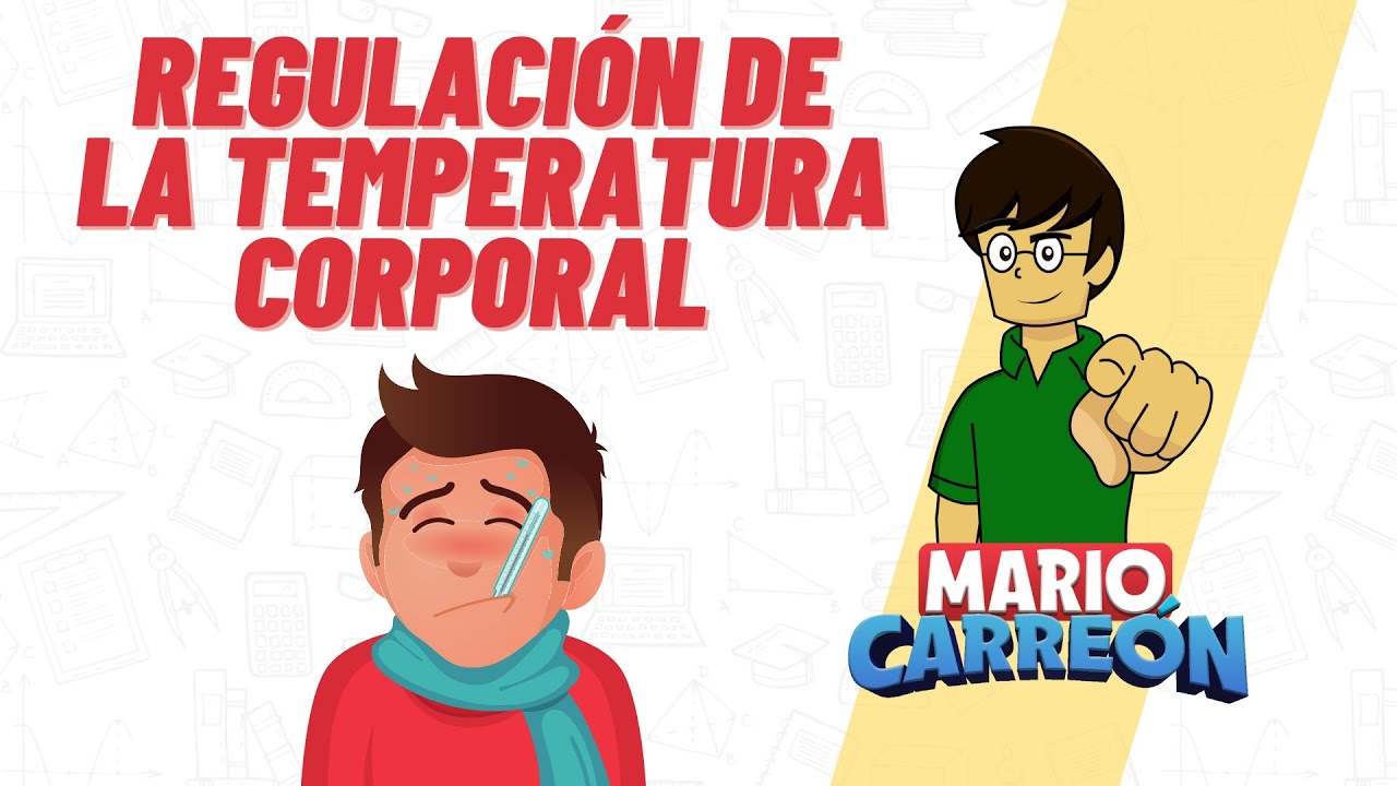 el agua regula la temperatura del cuerpo