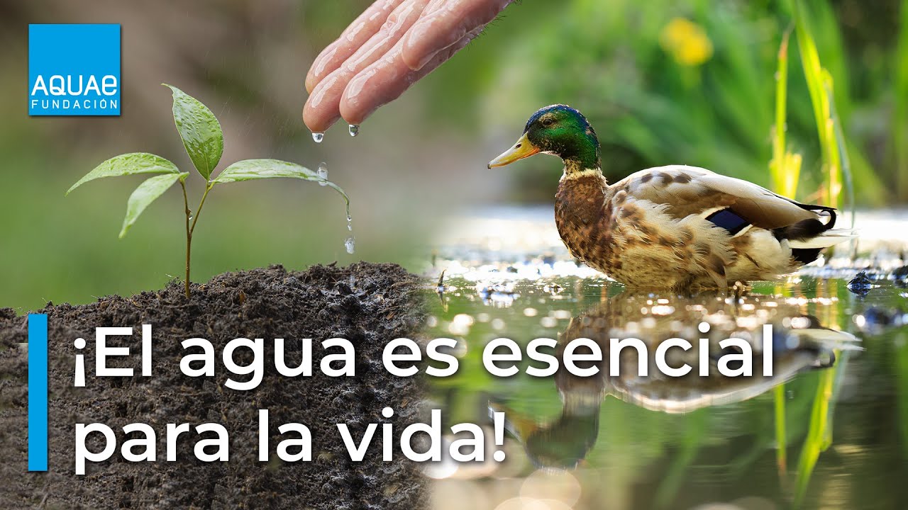 la importancia del agua en el ser vivo