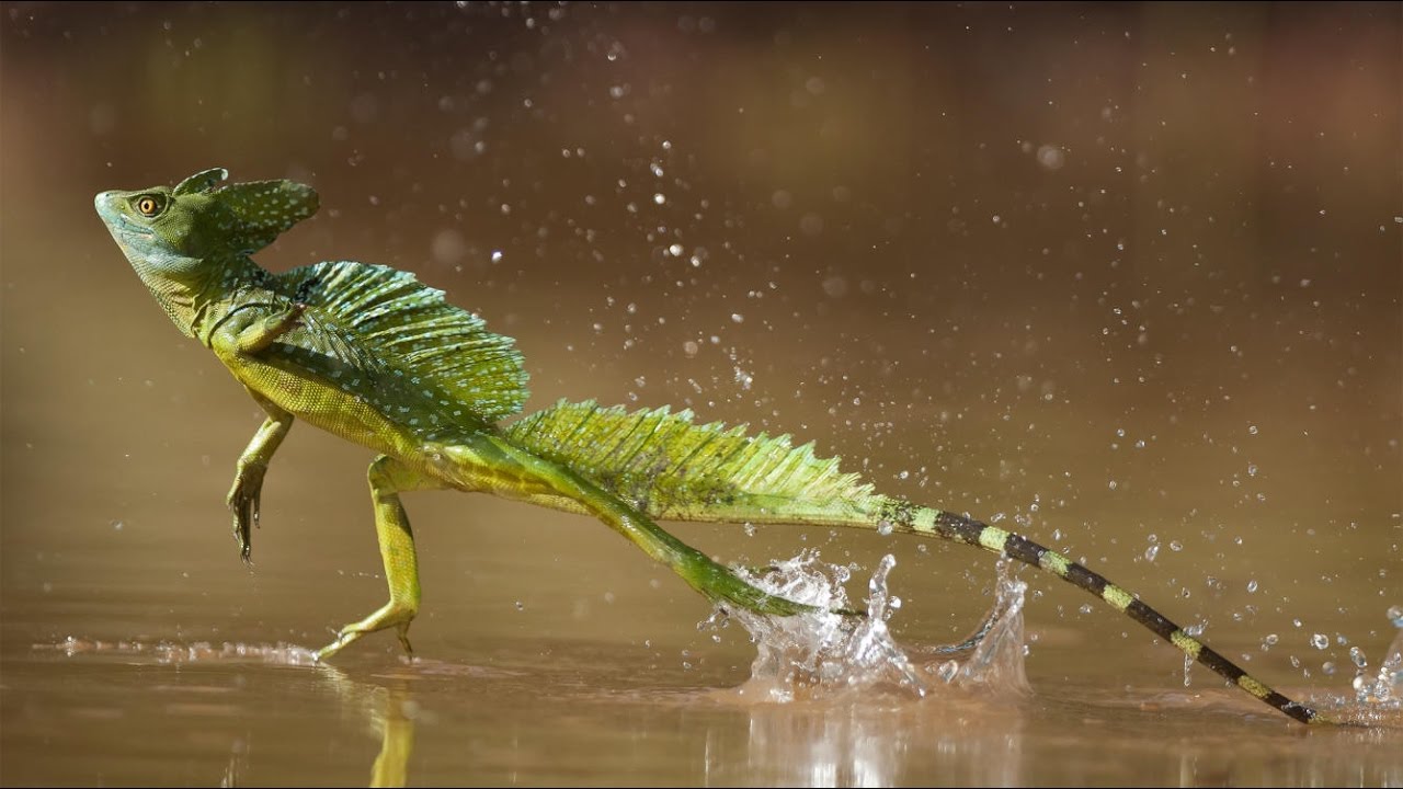 lagartos que corren por encima del agua