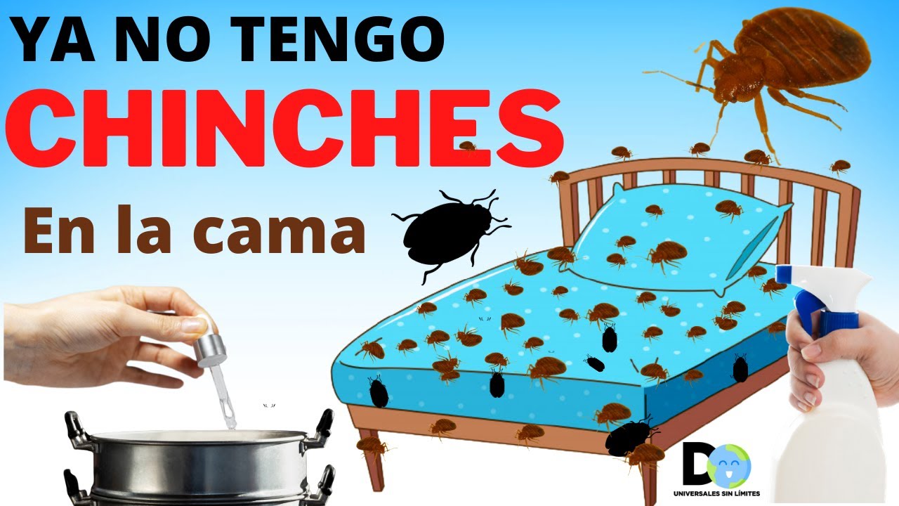 las chinches se mueren con agua y jabon