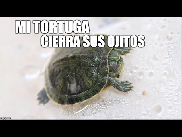 las tortugas duermen en el agua o fuera