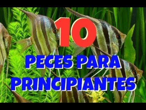lista de peces de agua dulce del ecuador
