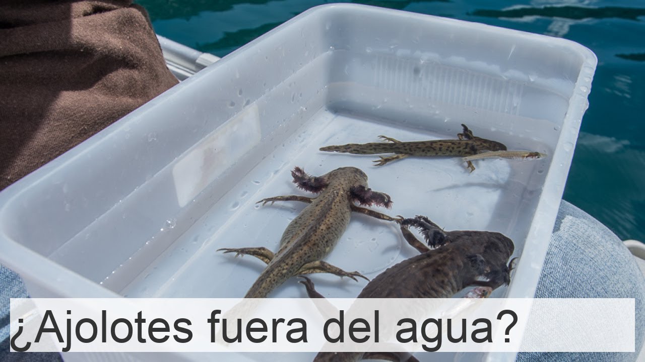 los ajolotes pueden estar fuera del agua