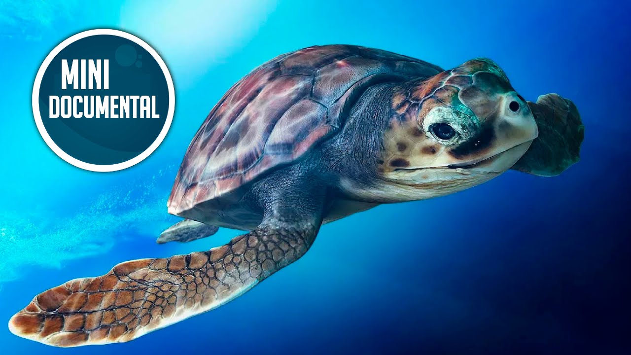 nombre cientifico de la tortuga caguama