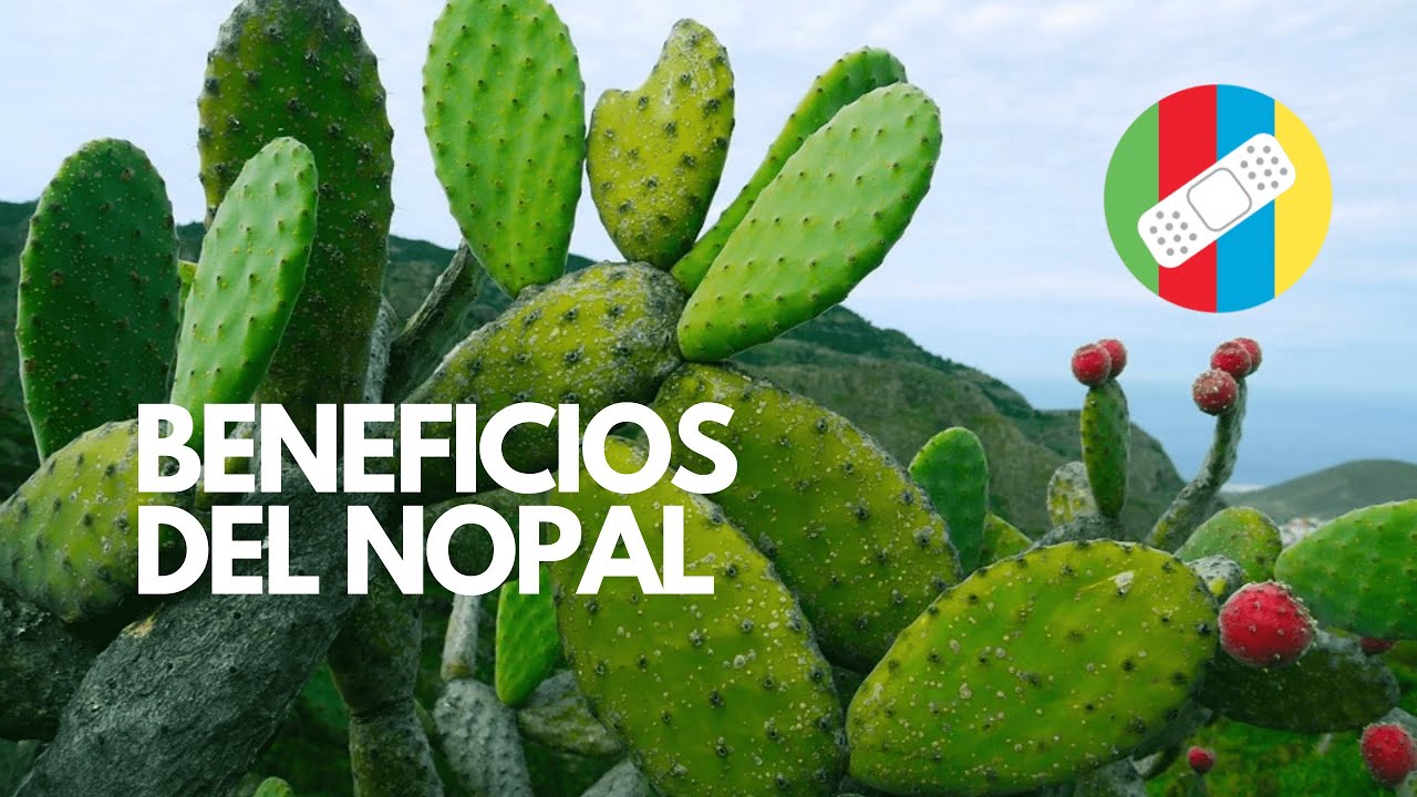 para que sirve el agua de nopal hervido