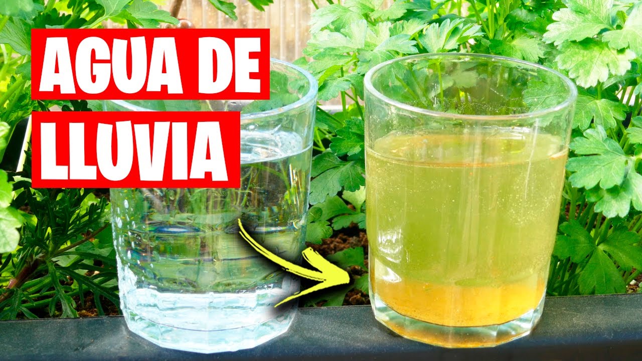 para que utilizan el agua las plantas