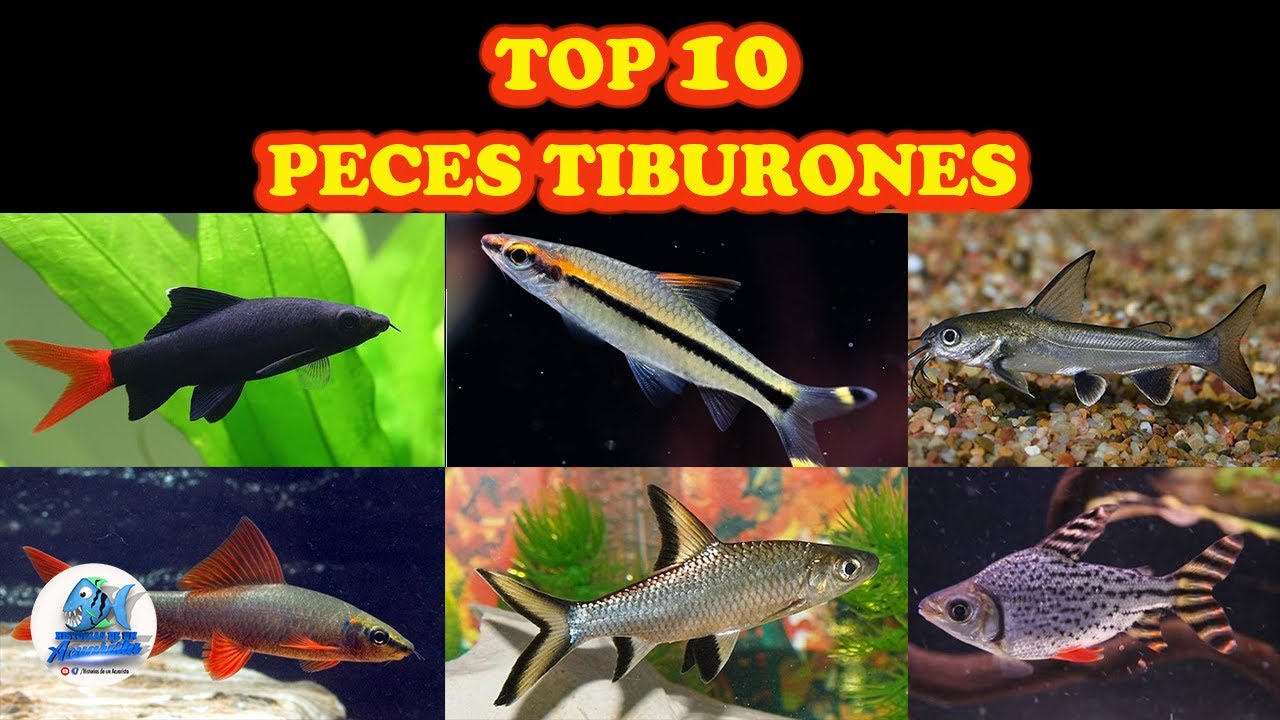 peces tiburon de agua dulce para acuario