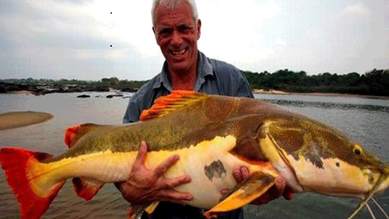pez mas grande del mundo de agua dulce