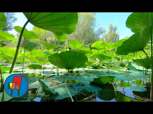 plantas acuaticas que purifican el agua
