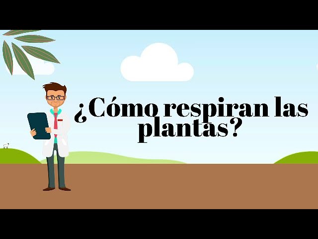 por donde eliminan el agua las plantas