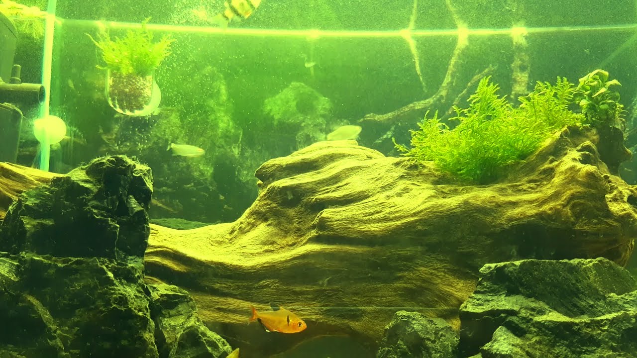 porque el agua del tanque se pone verde