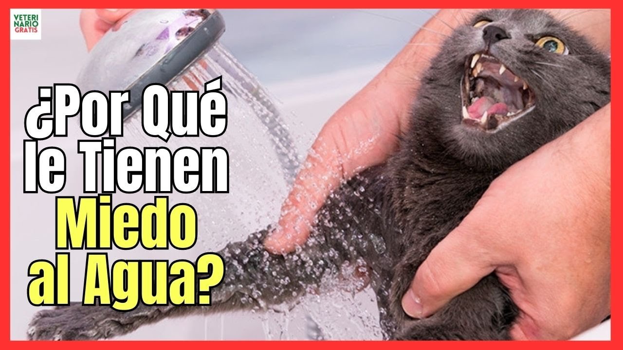 porque los gatos le tienen miedo al agua