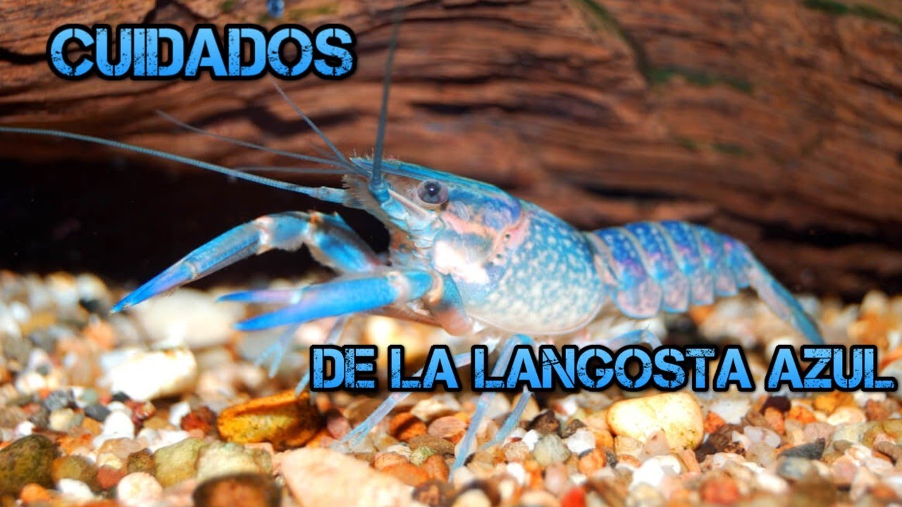 que comen las langostas de agua dulce