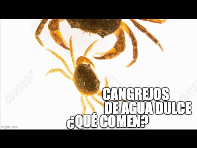 que comen los cangrejos de agua dulce