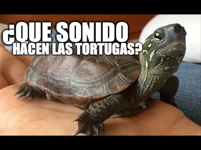 que sonido hacen las tortugas de agua