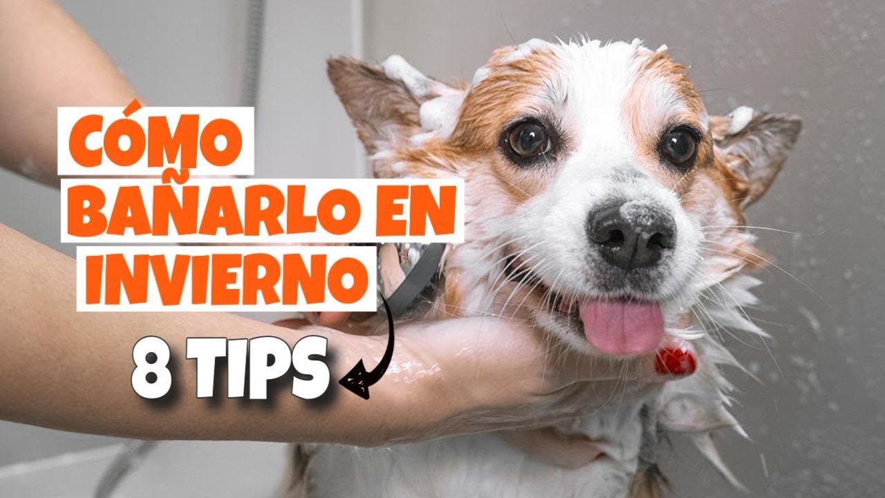 se puede bañar a un perro con agua fria